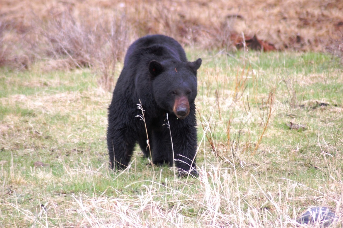 Black Bear, Yellowstone National Park, United States of America