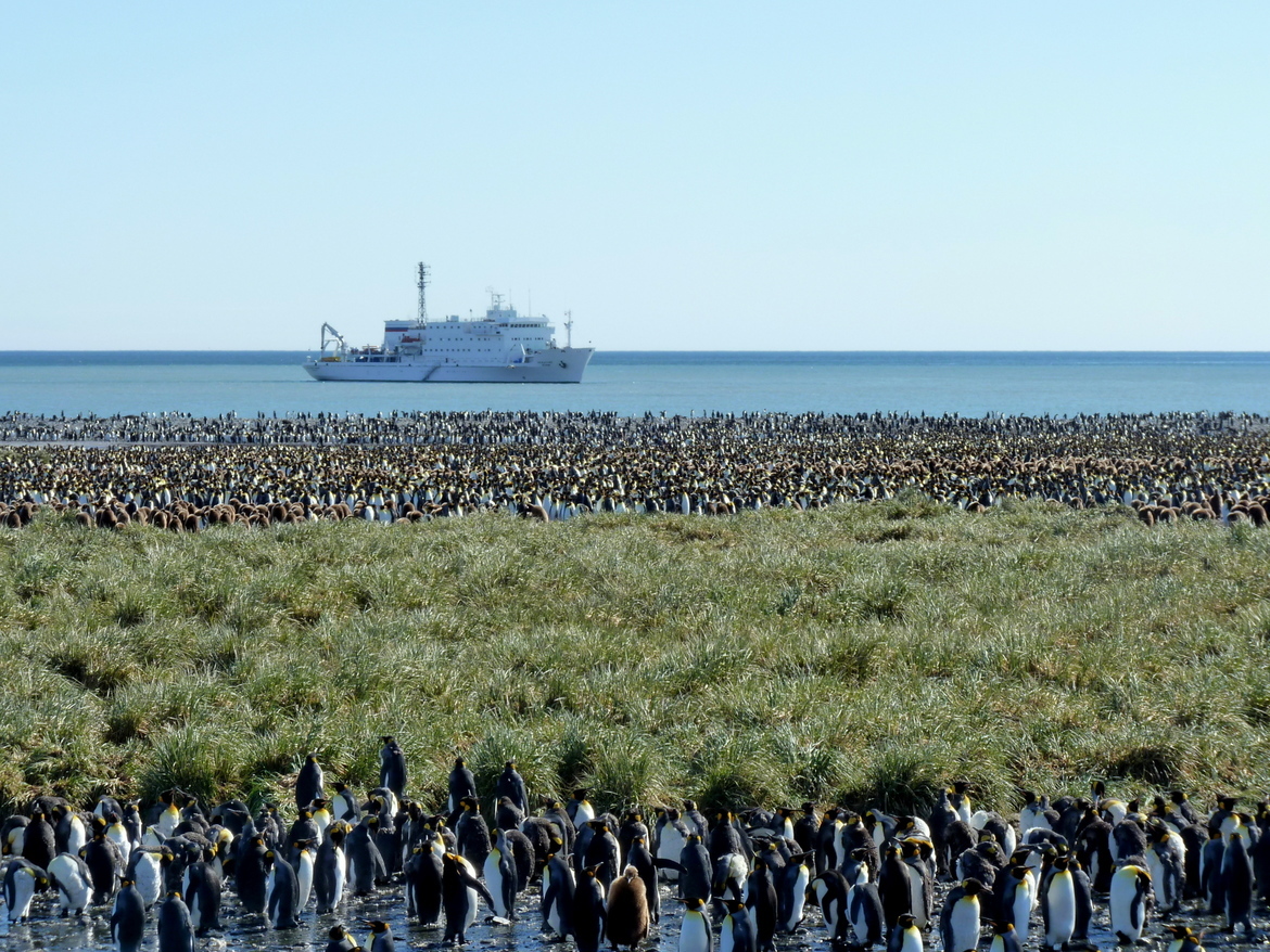 King Penguins, Salisbury Plain, South Georgia and the South Sandwich Islands