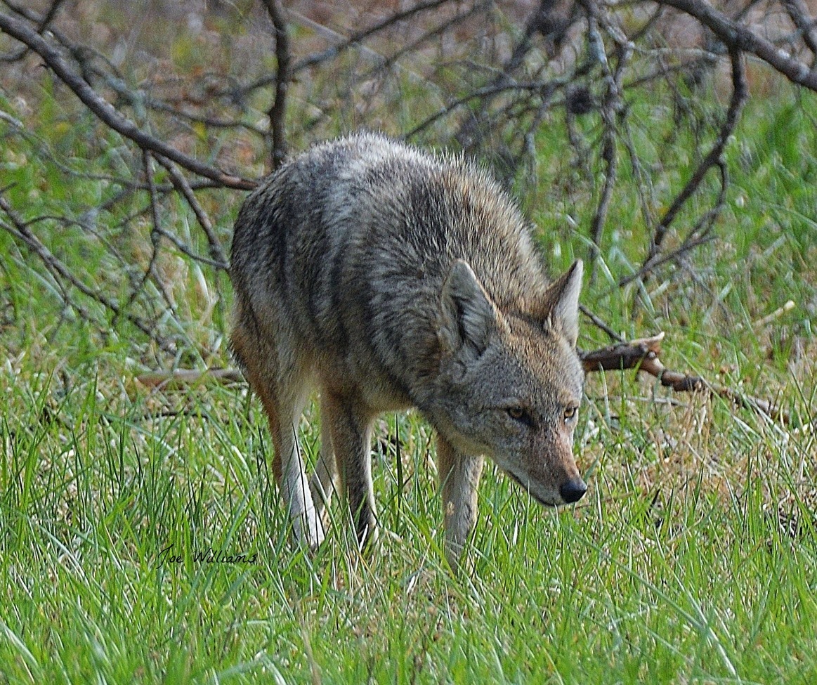Coyote, Great Smoky Mountain National Park, United States of America