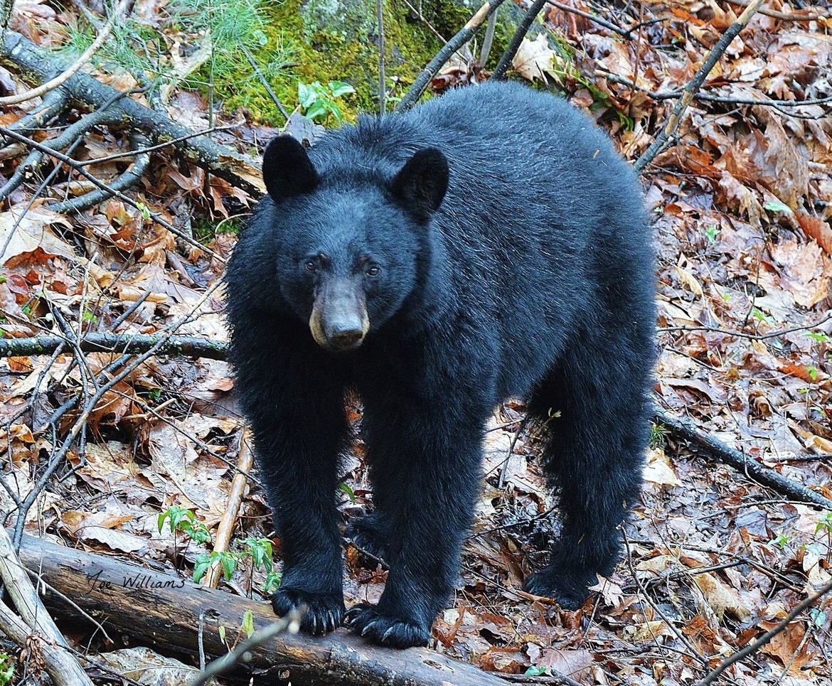 Black Bear, Great Smoky Mountain National Park, United States of America
