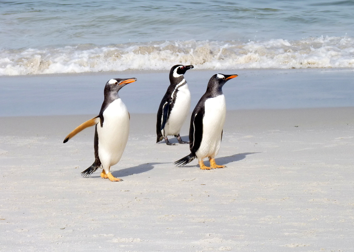 Gentoo & Magellanic Penguins, Carcass Island (West Point Island Group), Falkland Islands (Malvinas)