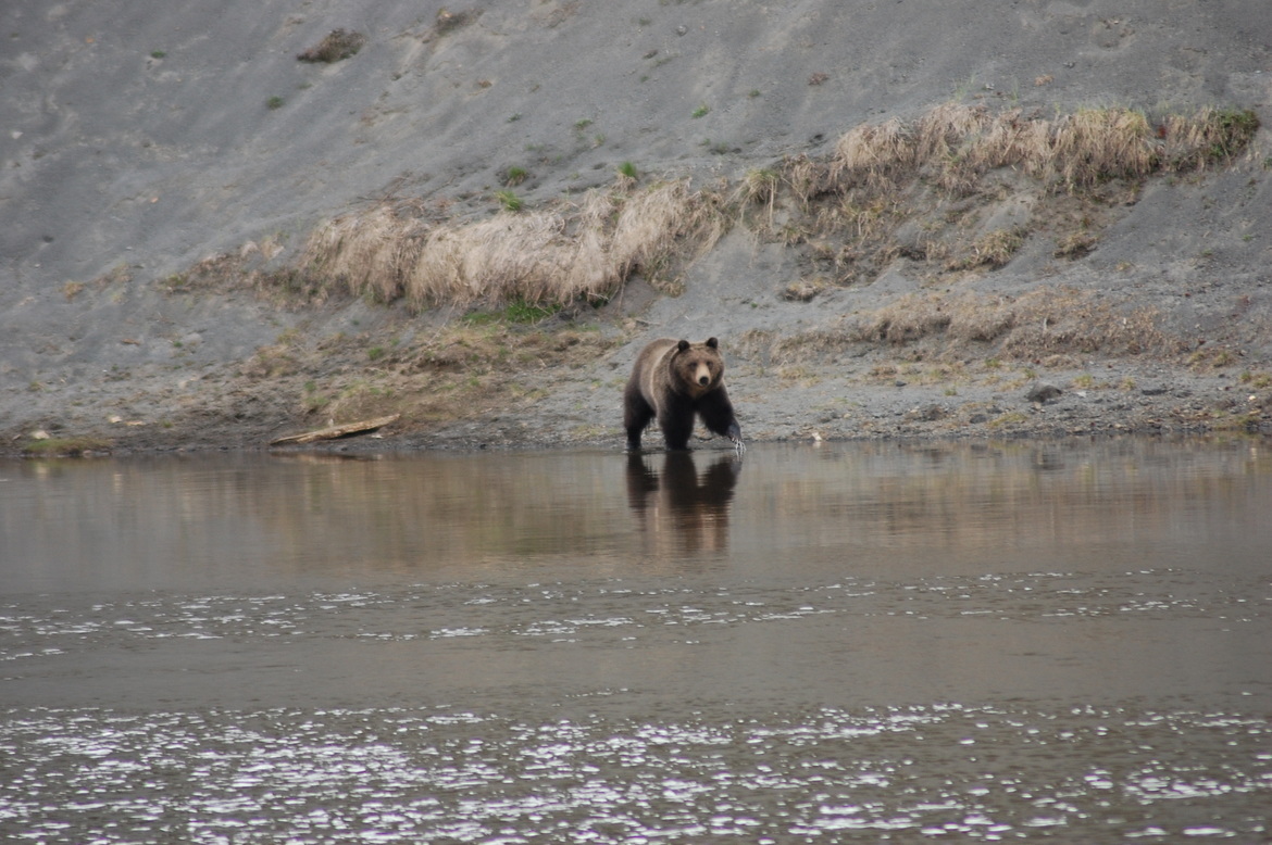Grizzly Bear, Yellowstone National Park, United States of America