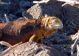 Grid land iguana