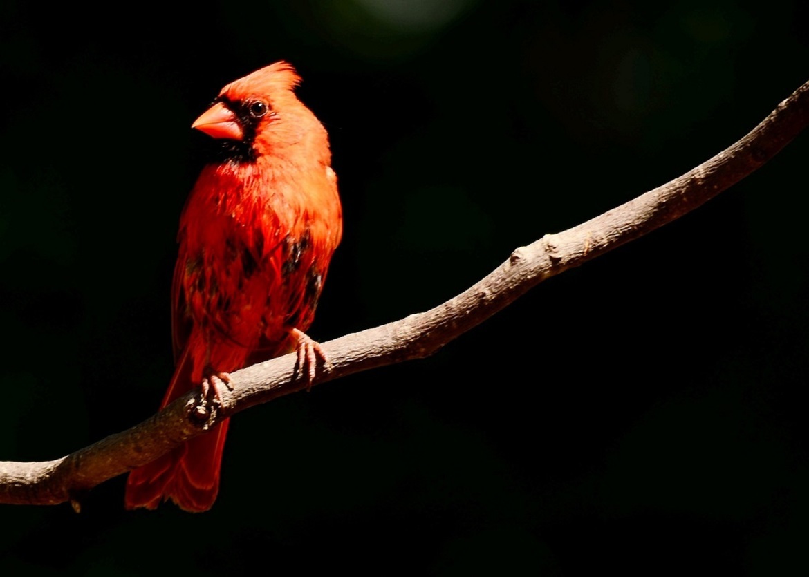 Male cardinal, central virginia, United States of America