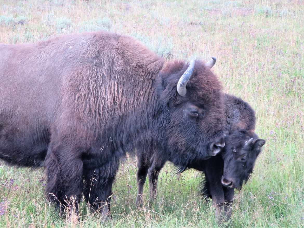 American Bison, Yellowstone National Park, United States of America