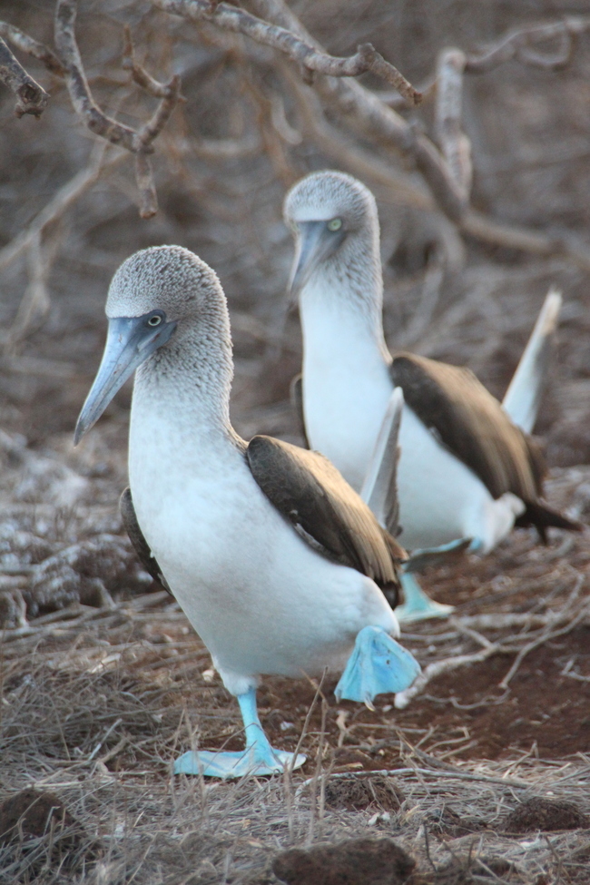 Blue-Footed Booby, Galapagos, Ecuador