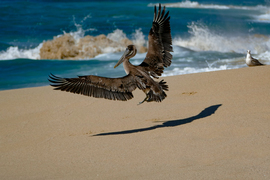 Grid ey baja pelican