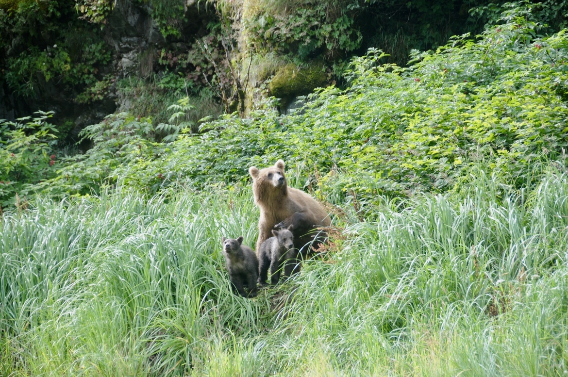 Grizzly , Katmai peninsula , United States of America