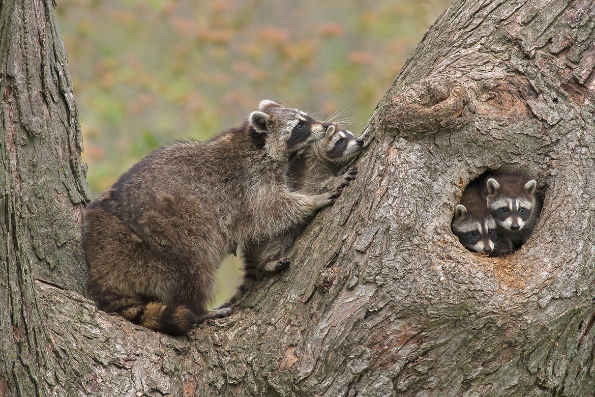 Raccoons, Rosetta Mclain Gardens Scarboro, Canada
