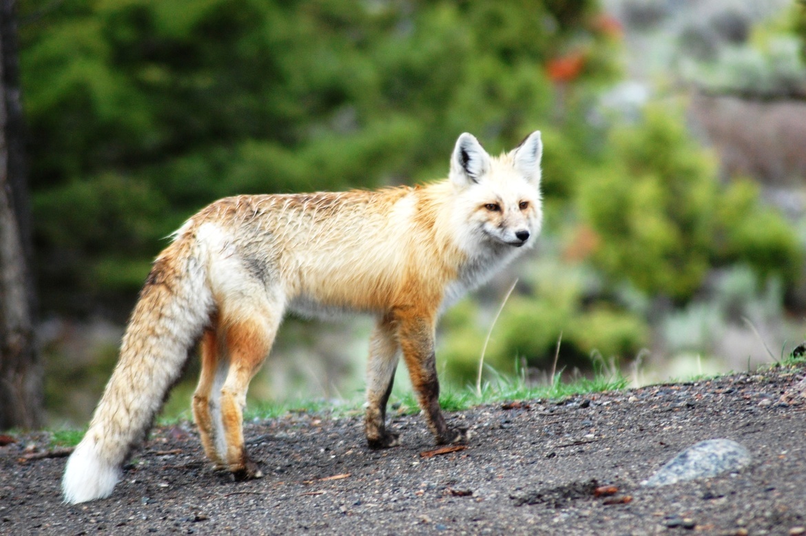 Red fox, Yellowstone National Park, United States of America