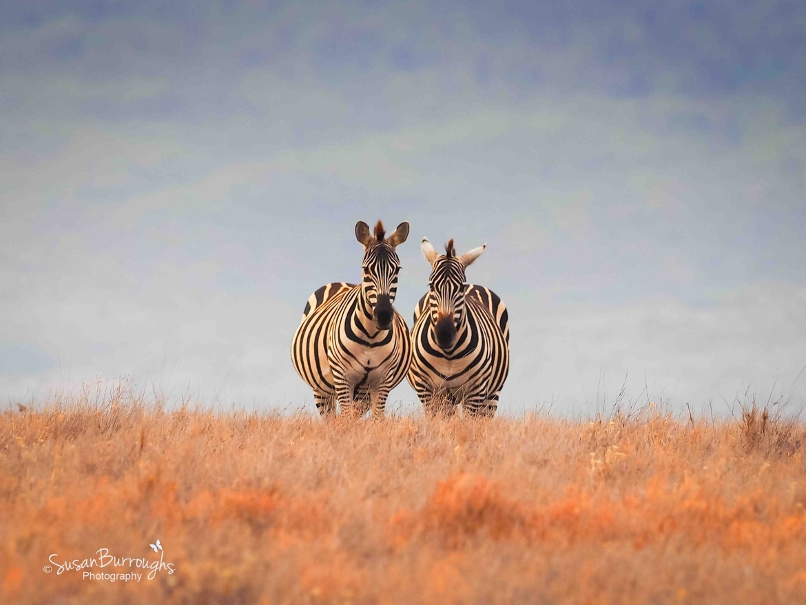 Zebra, Lewa Wildlife Conservancy, Kenya