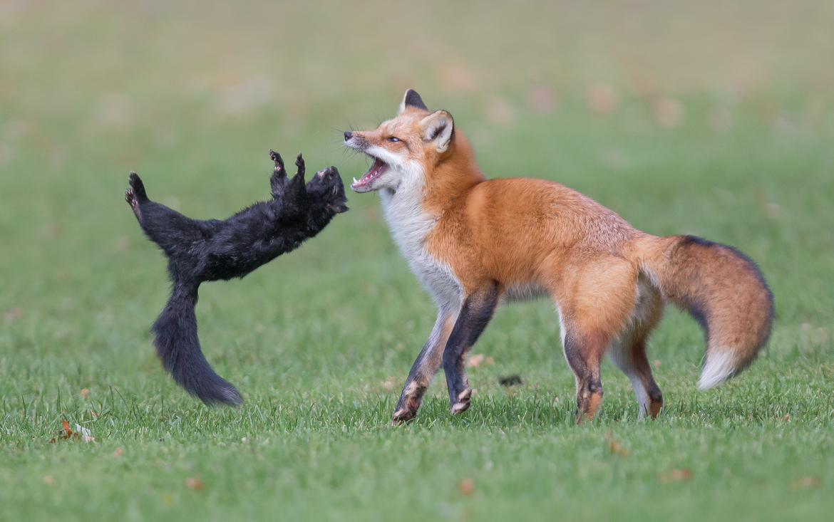 Fox & Squirrel, Rosetta Mclain Gardens, Canada