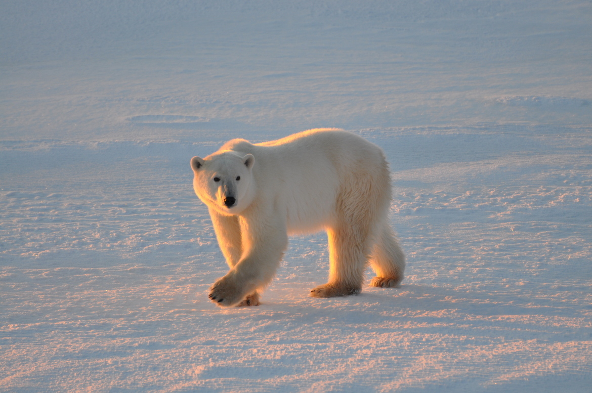 Polar Bear, Churchill, Canada, Canada