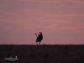 Grid ostrich lewa wildlife conservacy