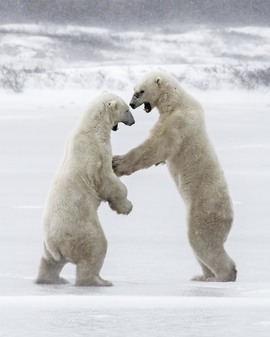 Grid nef.polarbears2016.dng 1824b