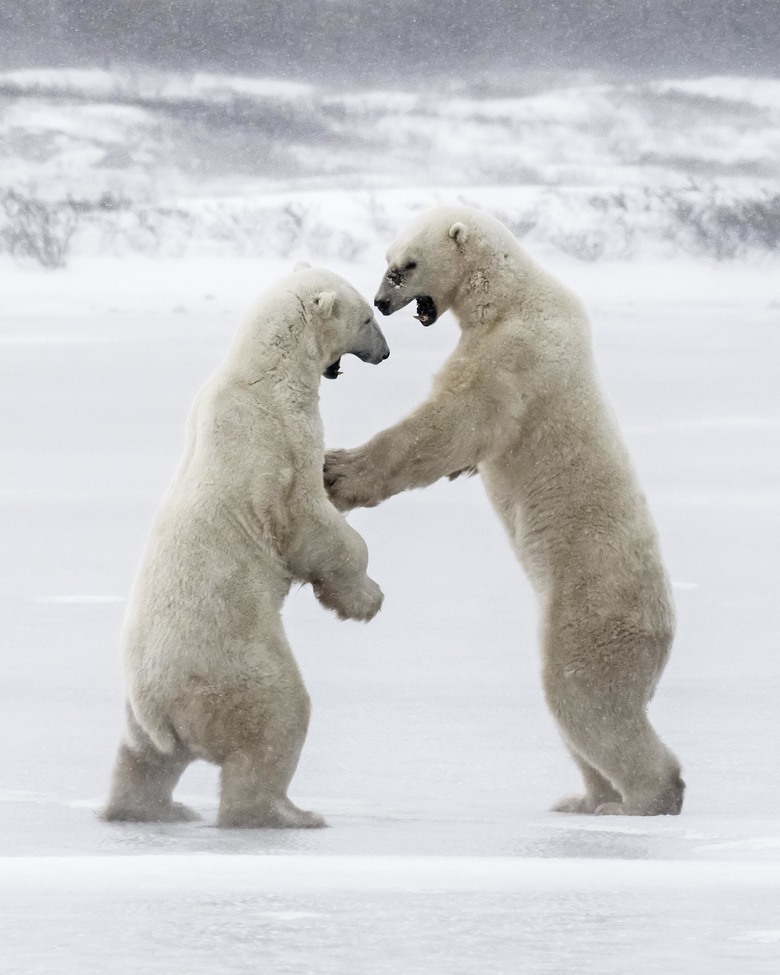 Polar Bear, Churchill, Manitoba, Canada, CANADA