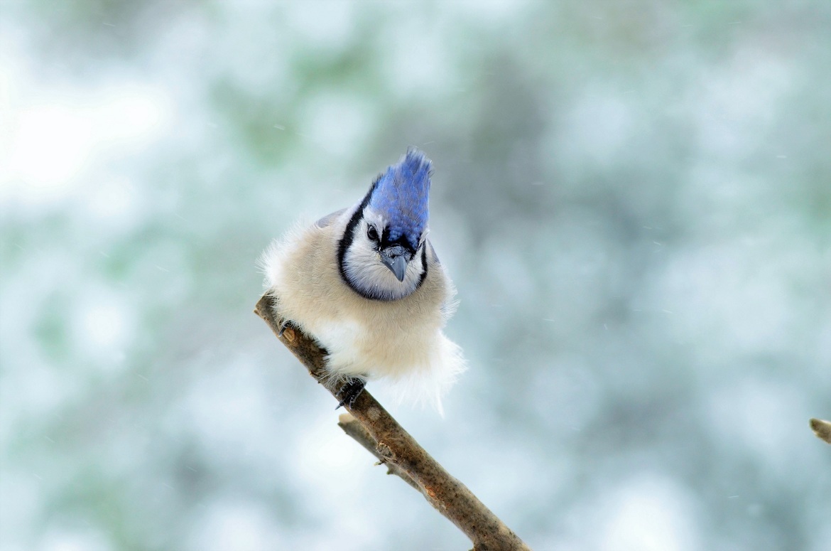 Blue Jay, central virginia, United States of America