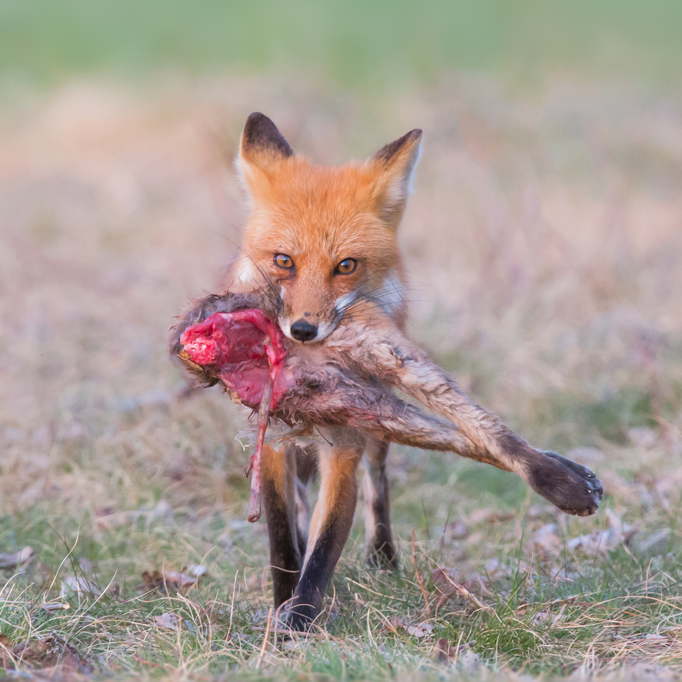 Fox, Barrie Ontario, Canada