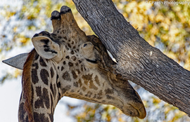 Grid africa 2016 photo contest 1