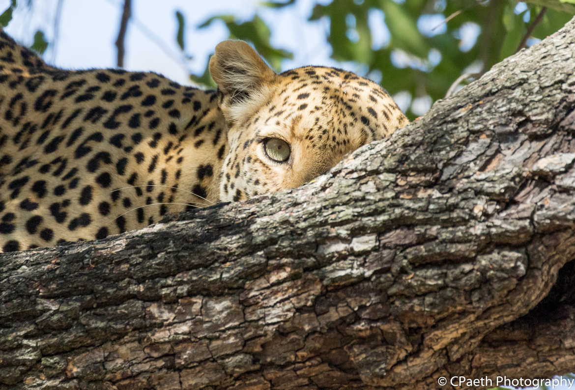 Leopard , Okavango Delta, Botswana