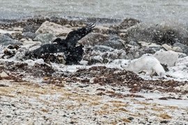 Grid nef.polarbears2016.dng 856f