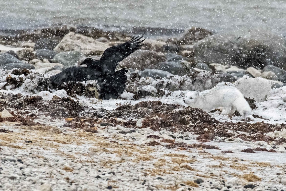 Arctic fox, raven, Churchill, Manitoba, Canada, Canada