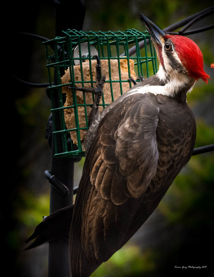 Pileated Woodpecker, Central Ontario, Canada