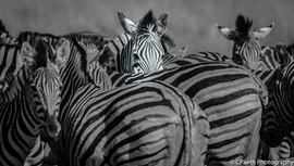 Grid africa 2016 photo contest 3