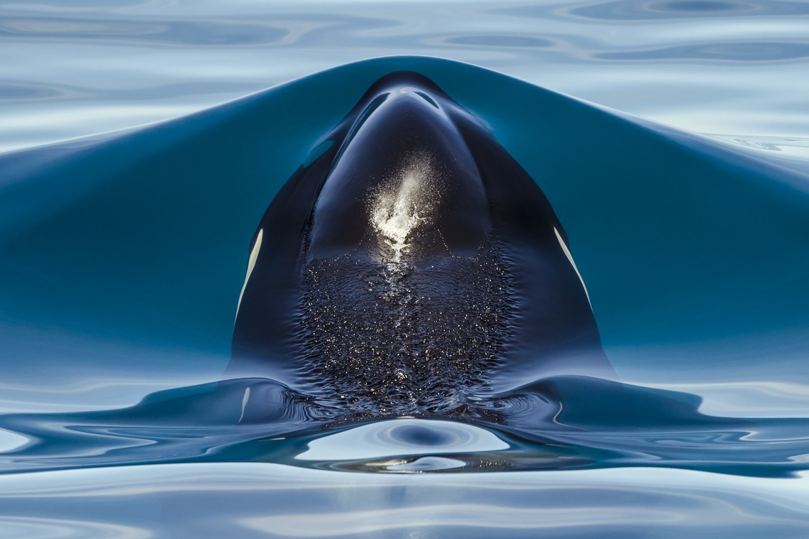 Orca, Sea of Cortez, Baja, Mexico, Mexico