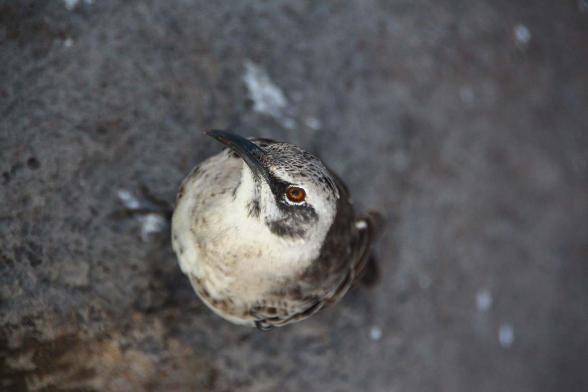 Hood Mockingbird, Espanola, Galapagos, Ecuador