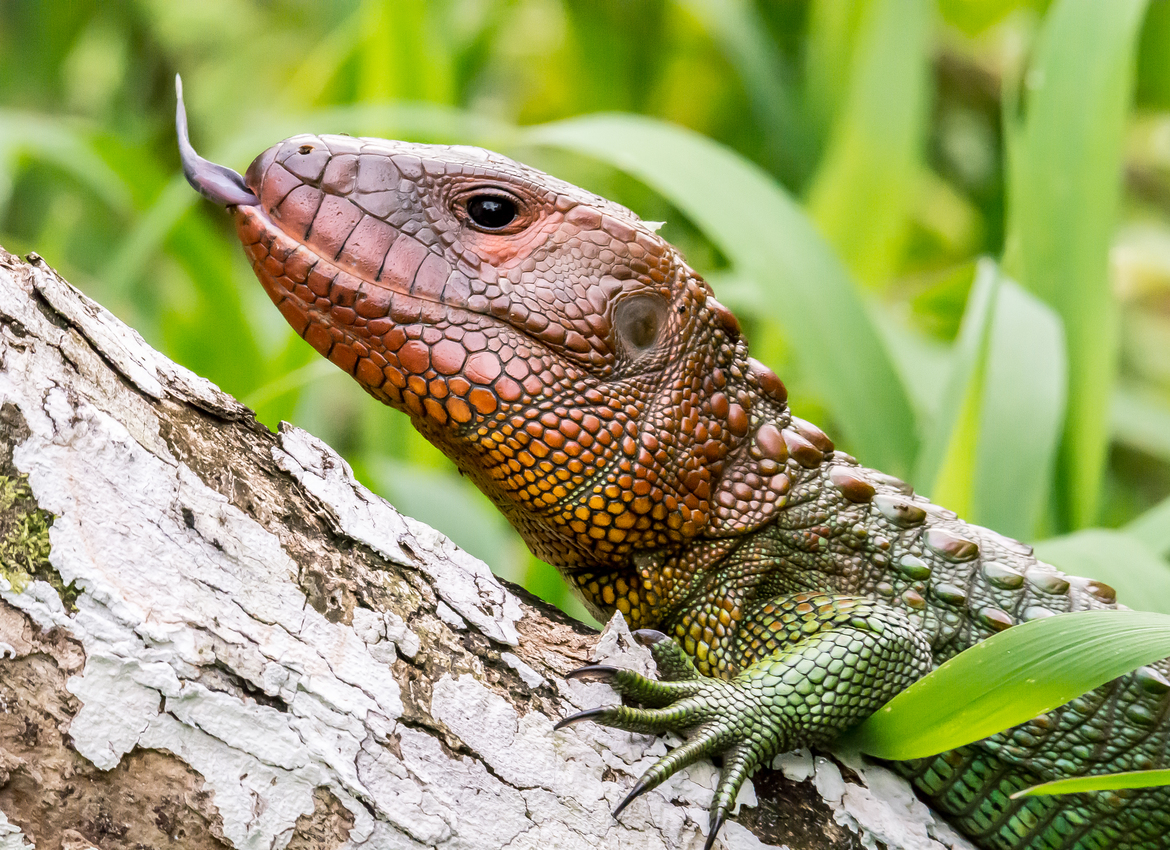 Caiman Lizard, Pacaya-Samiria National Reserve, Peru, Peru
