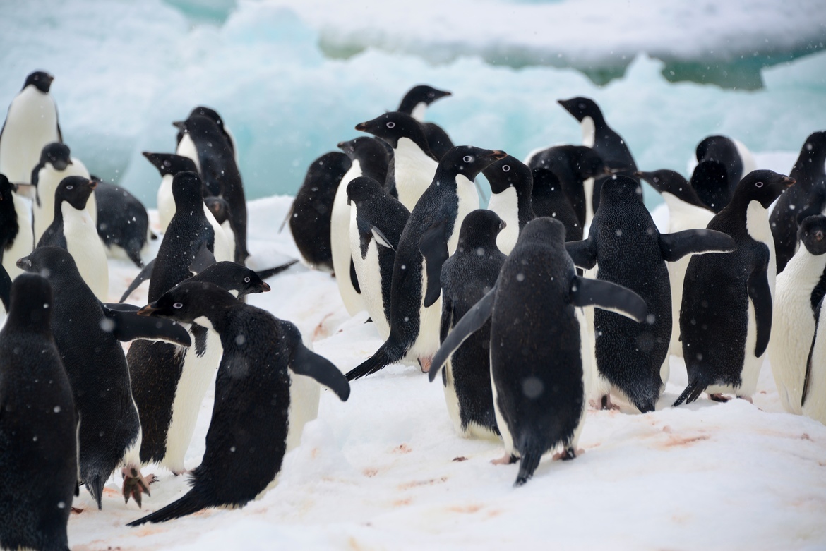 Adelie Penguin, Weddell Sea Antarctica, Antarctica