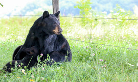 Grid bear 4846