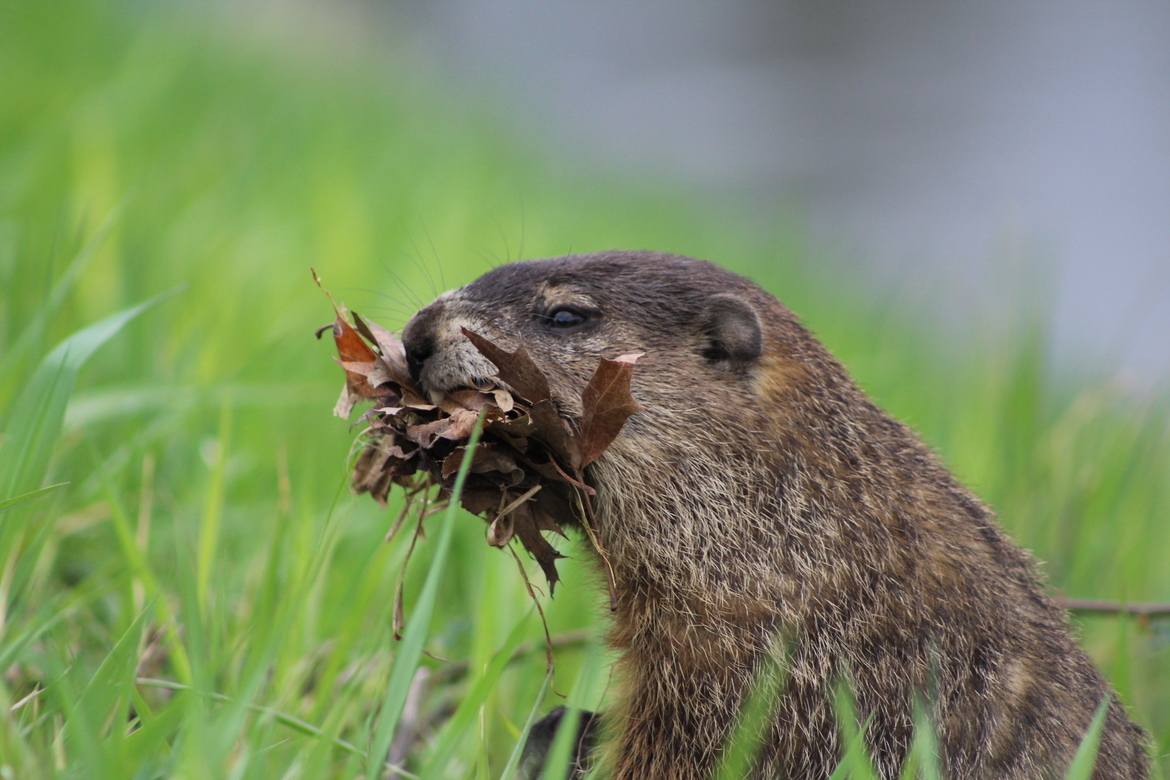 Marmota monax , Dekalb Illinois , United States of America