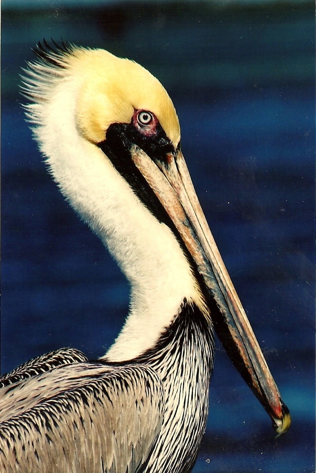 Birds, Stuart Fl, United States of America