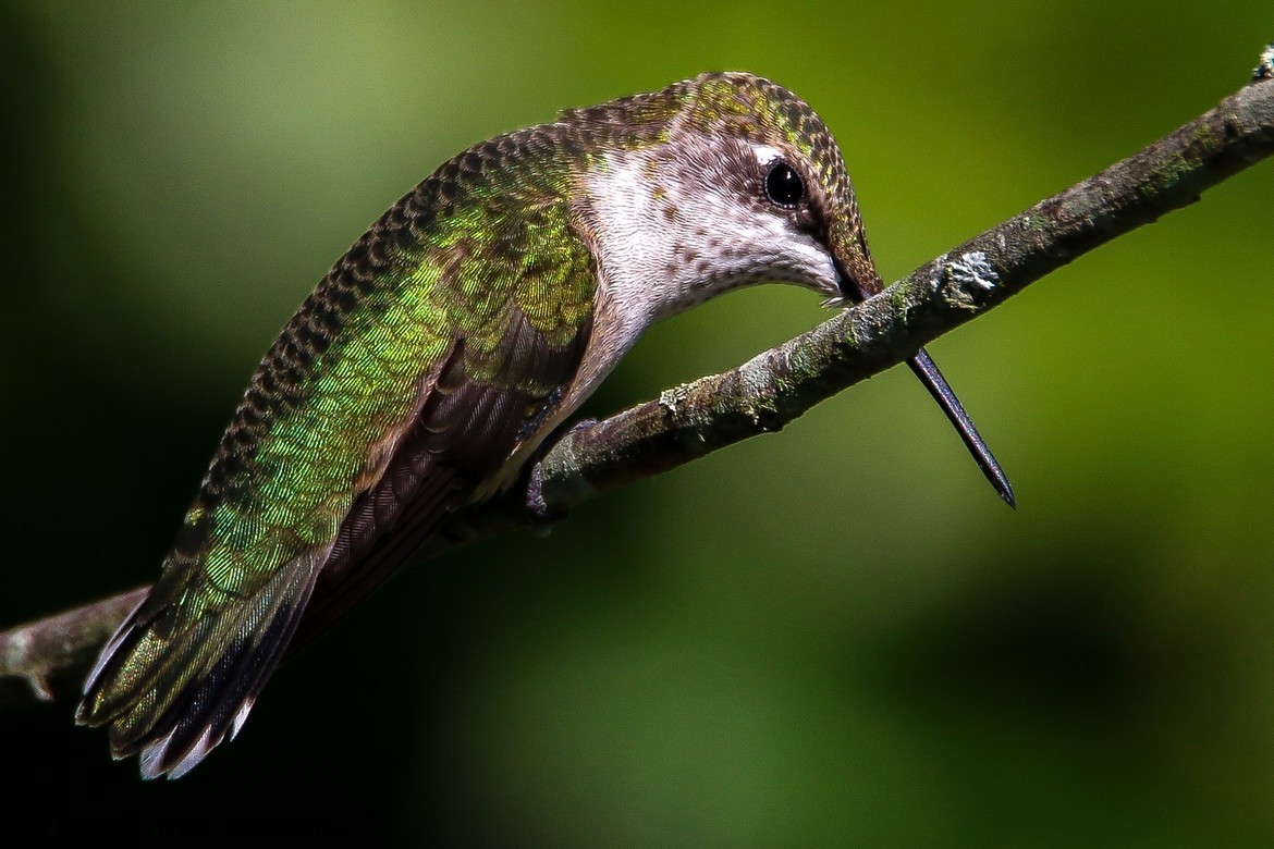 Ruby Throated Hummingbird, Hernando County Florida Lake Byster, United States of America