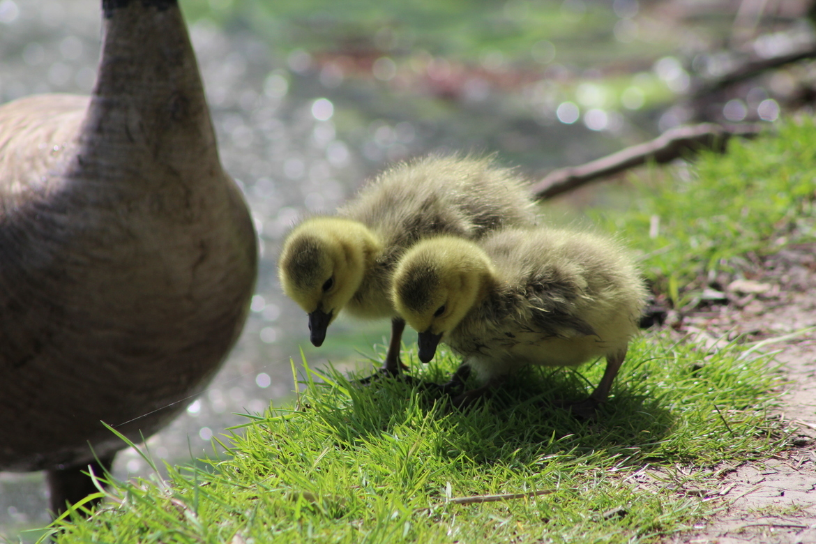 Canada goose , Dekalb Illinois , United States of America