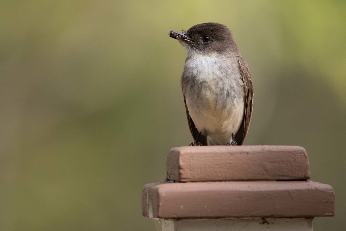 Bird/Flycatcher, Northwoods Wisconsin, United States of America