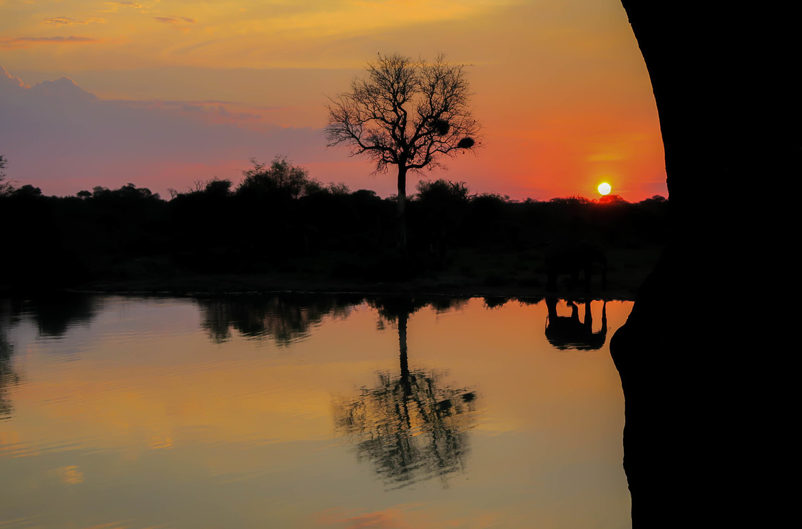Elephant, Timbavati Region, South Africa