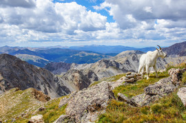 Grid mountain goat