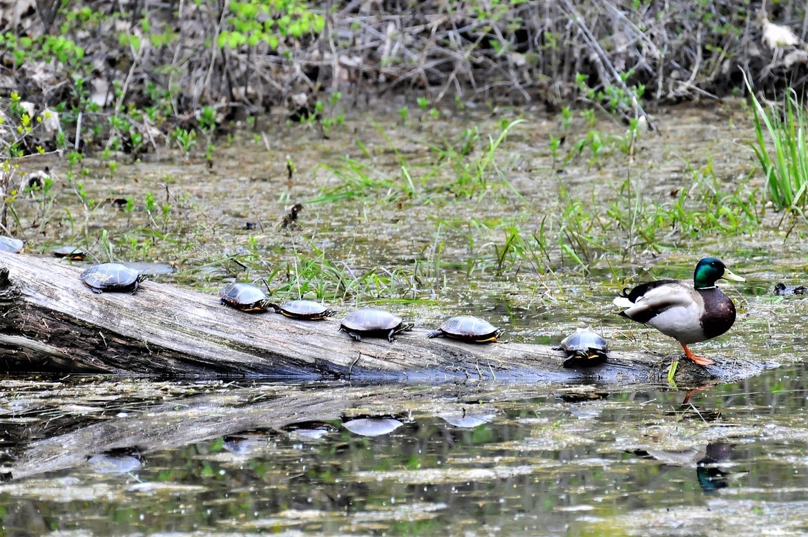 Duck with painted turtles friends, Auburn New Hampshire, United States of America