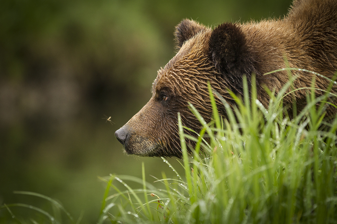 Brown Bear- Grizzly, Khutzeymateen Provincial Park, BC, Canada, Canada