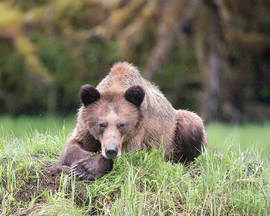 Grid bearcub1