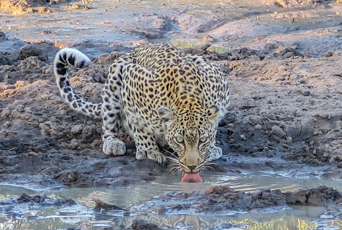 Leopard, Timbavati Region, South Africa