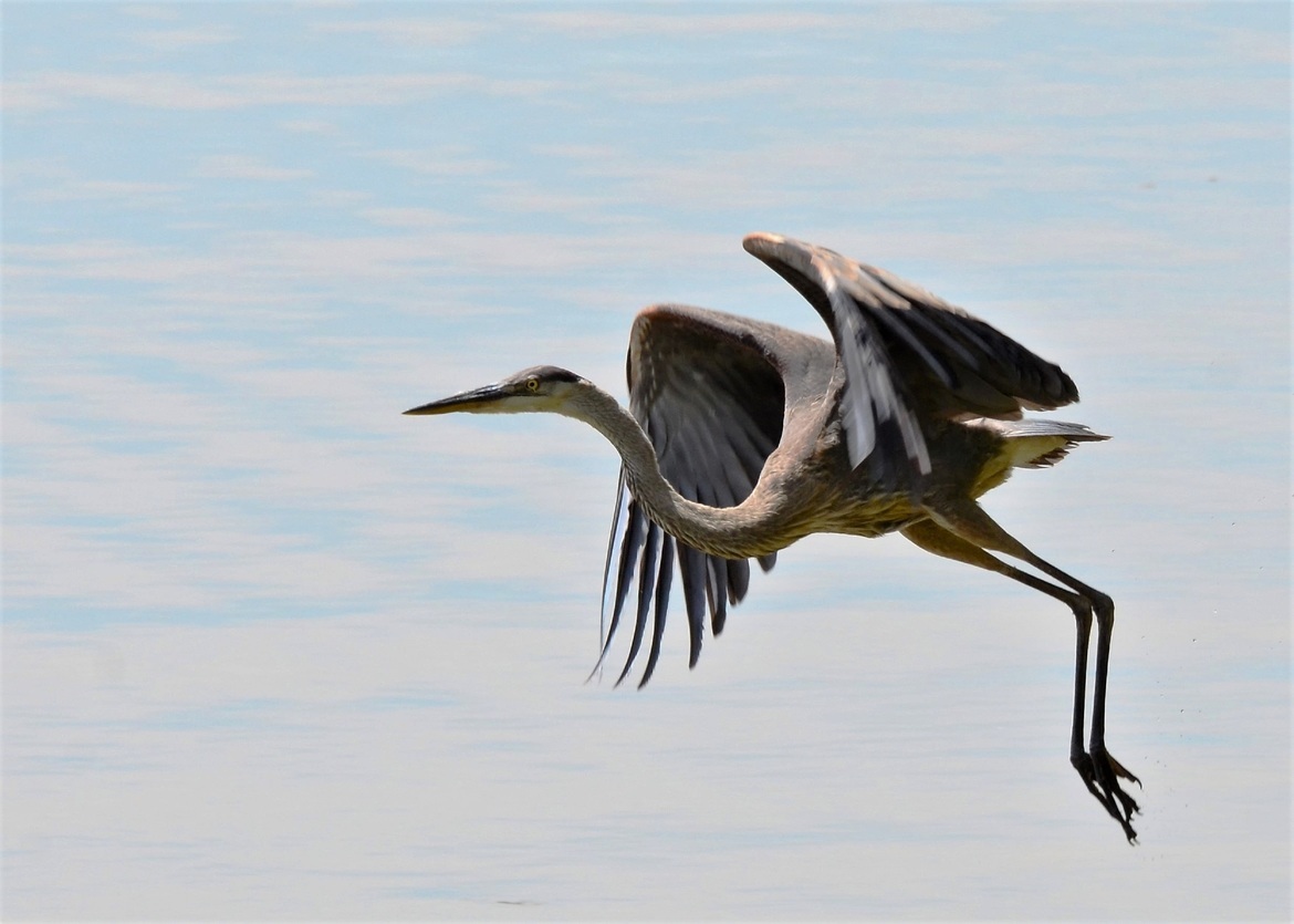 Blue Heron, George Washington Park   central va., United States of America