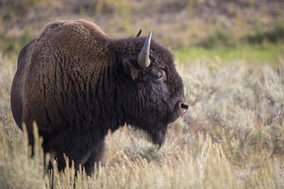 Bison, Yellowstone, United States of America