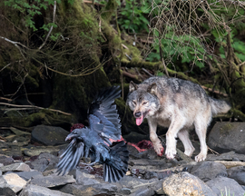 Grid wolfsnarl1