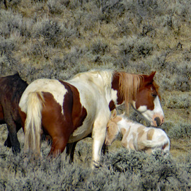Grid wildhorse mare foal