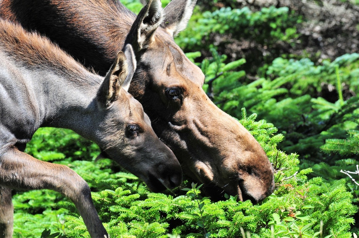 Momma Moose and calf, Cabot trail, Canada, Canada
