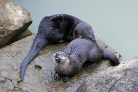 Grid otters edited 1